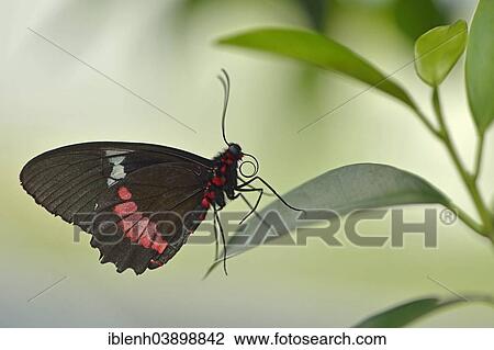 Stock Image - "Cattleheart butterfly (Parides arcas syn Parides eurimedes), State Garden Show, Papenburg, Emsland, Lower Saxony, Germany, Europe". Fotosearch