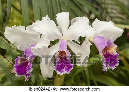 Stock Photography - Cattleya Orchid (Cattleya). Fotosearch