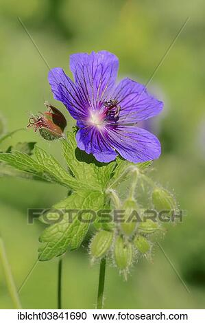 "Caucasian Cranesbill, Caucasus Geranium or Iberian Cranesbill (Geranium ibericum), flower, North Rhine-Westphalia, Germany, Europe" View Large Photo Image Stock Image - "Caucasian Cranesbill, Caucasus Geranium or Iberian Cranesbill (Geranium ibericum), flower, North Rhine-Westphalia, Germany, Europe". Fotosearch