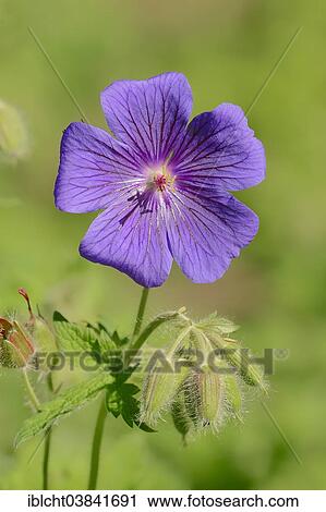 "Caucasian Cranesbill, Caucasus Geranium or Iberian Cranesbill (Geranium ibericum), flower, North Rhine-Westphalia, Germany, Europe" View Large Photo Image Stock Image - "Caucasian Cranesbill, Caucasus Geranium or Iberian Cranesbill (Geranium ibericum), flower, North Rhine-Westphalia, Germany, Europe". Fotosearch