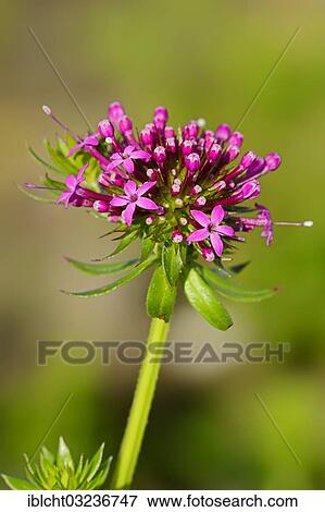 "Caucasian Crosswort (Phuopsis stylosa), flower, occurrence in the Caucasus and Iran, North Rhine-Westphalia, Germany, Europe" View Large Photo Image Stock Photo - "Caucasian Crosswort (Phuopsis stylosa), flower, occurrence in the Caucasus and Iran, North Rhine-Westphalia, Germany, Europe". Fotosearch