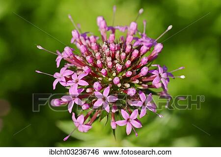 Stock Photograph - "Caucasian Crosswort (Phuopsis stylosa), flower, occurrence in the Caucasus and Iran, North Rhine-Westphalia, Germany, Europe". Fotosearch