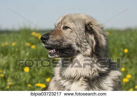 Stock Photo - "Caucasian Shepherd Dog, livestock guardian dog". Fotosearch