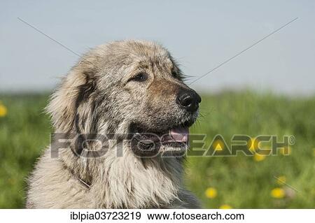 "Caucasian Shepherd Dog, livestock guardian dog" View Large Photo Image Stock Photo - "Caucasian Shepherd Dog, livestock guardian dog". Fotosearch
