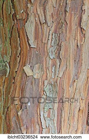 "Cedar, Tree of Life (Thuja occidentalis) bark, occurrence in North America, North Rhine-Westphalia, Germany, Europe" View Large Photo Image Picture - "Cedar, Tree of Life (Thuja occidentalis) bark, occurrence in North America, North Rhine-Westphalia, Germany, Europe". Fotosearch