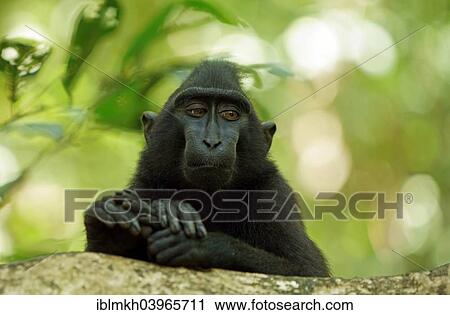 "Celebes Crested Macaque (Macaca nigra), Tangkoko National Park, Sulawesi, Indonesia, Asia" View Large Photo Image Stock Image - "Celebes Crested Macaque (Macaca nigra), Tangkoko National Park, Sulawesi, Indonesia, Asia". Fotosearch