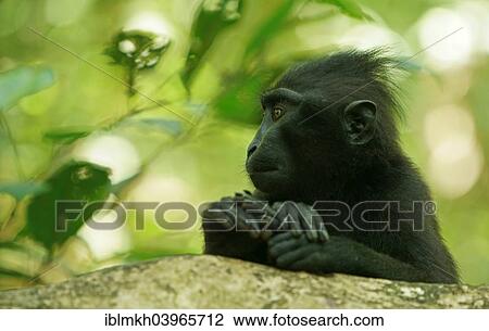 "Celebes Crested Macaque (Macaca nigra), Tangkoko National Park, Sulawesi, Indonesia, Asia" View Large Photo Image Stock Image - "Celebes Crested Macaque (Macaca nigra), Tangkoko National Park, Sulawesi, Indonesia, Asia". Fotosearch