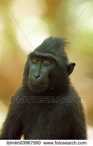"Celebes Crested Macaque (Macaca nigra), Tangkoko National Park, Sulawesi, Indonesia, Asia" View Large Photo Image Stock Image - "Celebes Crested Macaque (Macaca nigra), Tangkoko National Park, Sulawesi, Indonesia, Asia". Fotosearch
