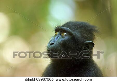 "Celebes Crested Macaque (Macaca nigra), Tangkoko National Park, Sulawesi, Indonesia, Asia" View Large Photo Image Stock Photography - "Celebes Crested Macaque (Macaca nigra), Tangkoko National Park, Sulawesi, Indonesia, Asia". Fotosearch