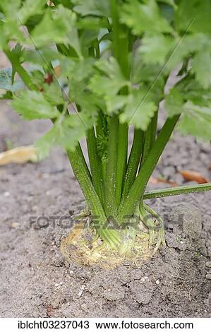 Stock Image - "Celeriac, turnip-rooted celery or knob celery (Apium graveolens var rapaceum), Bergkamen, North Rhine-Westphalia, Germany, Europe". Fotosearch