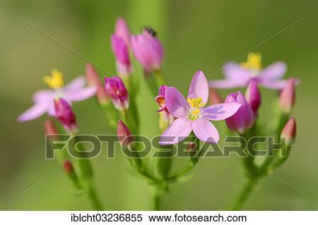 Stock Photography - "Centaury (Centaurium erythraea, Centaurium minus, Centaurium umbellatum), North Rhine-Westphalia, Germany, Europe". Fotosearch