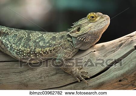 "Central Bearded Dragon (Pogona vitticeps) in a terrarium, captive" View Large Photo Image Stock Image - "Central Bearded Dragon (Pogona vitticeps) in a terrarium, captive". Fotosearch