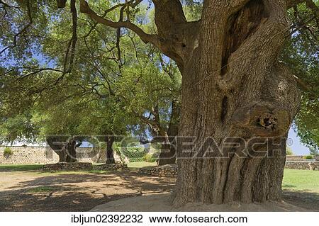 "Centuries-old olive trees (Olea europea), Santa Maria Navarese, Baunei, Ogliastra province, Sardinia, Italy, Europe" View Large Photo Image Stock Image - "Centuries-old olive trees (Olea europea), Santa Maria Navarese, Baunei, Ogliastra province, Sardinia, Italy, Europe". Fotosearch