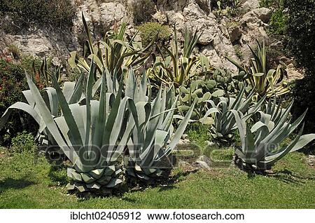 "Century Plants or American Aloe (Agave americana), ornamental plant, Provence, Southern France, France, Europe" View Large Photo Image Stock Image - "Century Plants or American Aloe (Agave americana), ornamental plant, Provence, Southern France, France, Europe". Fotosearch