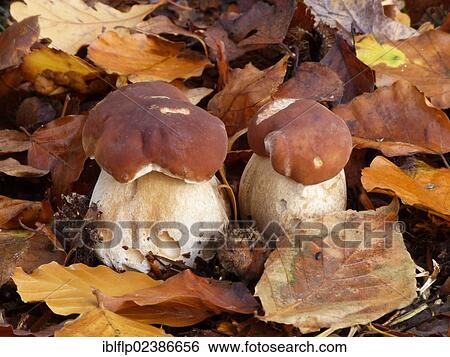 "Cep (Boletus edulis), fruiting bodies, growing amongst Common Beech (Fagus sylvatica) leaf litter, Leicestershire, England, United Kingdom, Europe" View Large Photo Image Stock Photograph - "Cep (Boletus edulis), fruiting bodies, growing amongst Common Beech (Fagus sylvatica) leaf litter, Leicestershire, England, United Kingdom, Europe". Fotosearch