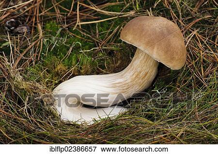 "Cep (Boletus edulis), fruiting body with long curved stipe, growing in grassland, Clumber Park, Nottinghamshire, England, United Kingdom, Europe" View Large Photo Image Stock Photo - "Cep (Boletus edulis), fruiting body with long curved stipe, growing in grassland, Clumber Park, Nottinghamshire, England, United Kingdom, Europe". Fotosearch