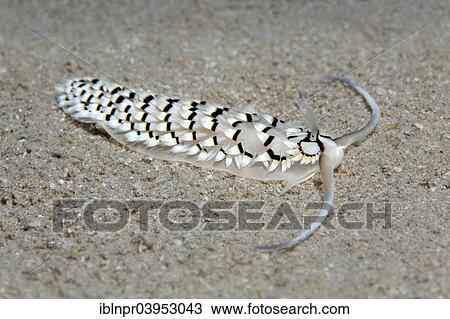 "Cerberilla sea slug (Cerberilla annulata), Slug, Makadi Bay, Red Sea, Hurghada, Egypt, Africa" View Large Photo Image Stock Image - "Cerberilla sea slug (Cerberilla annulata), Slug, Makadi Bay, Red Sea, Hurghada, Egypt, Africa". Fotosearch