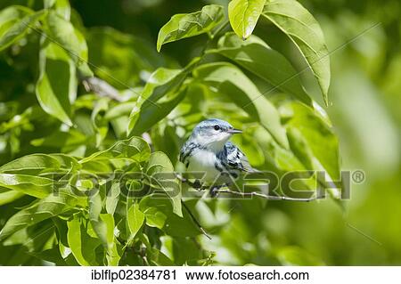 "Cerulean Warbler (Dendroica cerulea), adult male, perched on twig, Quintana, Brazoria County, Texas, United States, North America" View Large Photo Image Stock Image - "Cerulean Warbler (Dendroica cerulea), adult male, perched on twig, Quintana, Brazoria County, Texas, United States, North America". Fotosearch