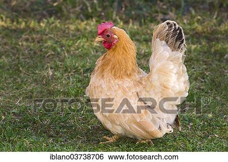 "Chabo Chicken or Japanese Bantam Chicken, Schwaz, Tyrol, Austria, Europe" View Large Photo Image Stock Photograph - "Chabo Chicken or Japanese Bantam Chicken, Schwaz, Tyrol, Austria, Europe". Fotosearch