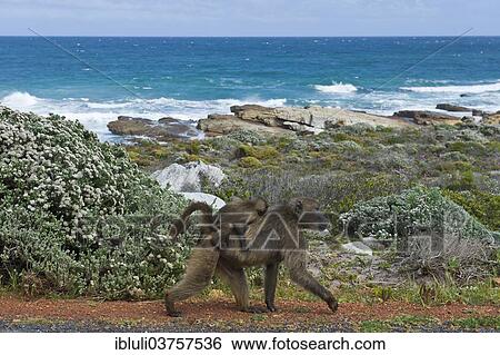 "Chacma Baboon or Cape Baboon (Papio ursinus), female with young, Cape of Good Hope, Western Cape, South Africa, Africa" View Large Photo Image Stock Photograph - "Chacma Baboon or Cape Baboon (Papio ursinus), female with young, Cape of Good Hope, Western Cape, South Africa, Africa". Fotosearch