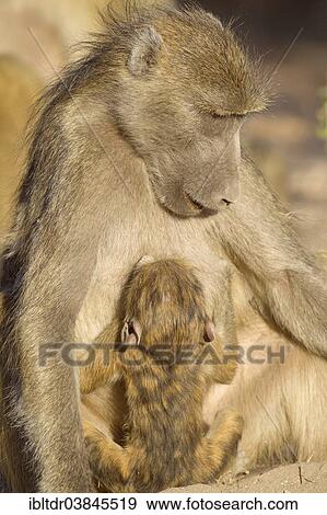"Chacma Baboon (Papio ursinus), female with suckling young, Chobe National Park, Botswana, Africa" View Large Photo Image Stock Photo - "Chacma Baboon (Papio ursinus), female with suckling young, Chobe National Park, Botswana, Africa". Fotosearch