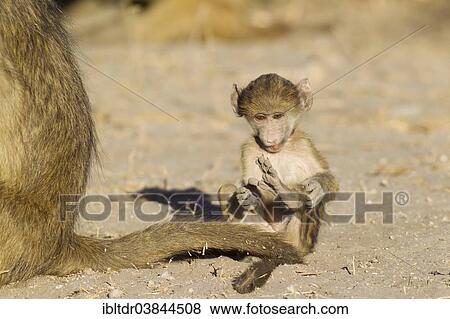 Stock Photo - "Chacma Baboon (Papio ursinus), playful young, Chobe National Park, Botswana, Africa". Fotosearch