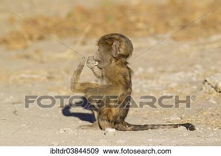 "Chacma Baboon (Papio ursinus), playful young, Chobe National Park, Botswana, Africa" View Large Photo Image Stock Photo - "Chacma Baboon (Papio ursinus), playful young, Chobe National Park, Botswana, Africa". Fotosearch