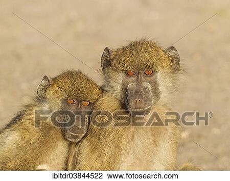 "Chacma Baboon (Papio ursinus), two subadults, Chobe National Park, Botswana, Africa" View Large Photo Image Stock Image - "Chacma Baboon (Papio ursinus), two subadults, Chobe National Park, Botswana, Africa". Fotosearch