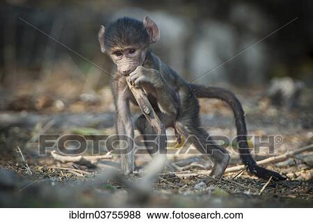 "Chacma Baboon (Papio ursinus), young, Chobe National Park, Botswana, Africa" View Large Photo Image Stock Photo - "Chacma Baboon (Papio ursinus), young, Chobe National Park, Botswana, Africa". Fotosearch