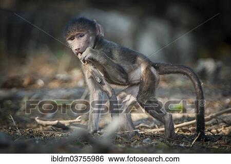 "Chacma Baboon (Papio ursinus), young, Chobe National Park, Botswana, Africa" View Large Photo Image Stock Photograph - "Chacma Baboon (Papio ursinus), young, Chobe National Park, Botswana, Africa". Fotosearch