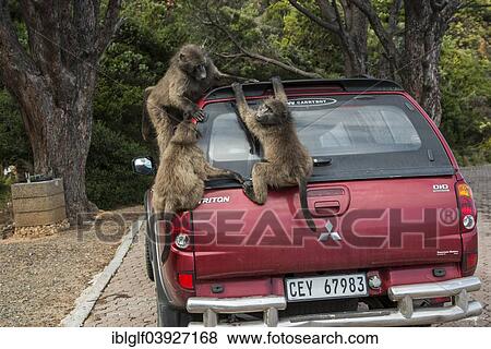 "Chacma Baboons (Papio ursinus) playing on a parked car, Clarence Drive, Gordon's Bay, Western Cape, South Africa, Africa" View Large Photo Image Stock Photo - "Chacma Baboons (Papio ursinus) playing on a parked car, Clarence Drive, Gordon's Bay, Western Cape, South Africa, Africa". Fotosearch