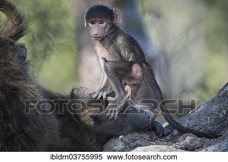 "Chacma Baboons (Papio ursinus), young sitting on its mother, Chobe National Park, Botswana, Africa" View Large Photo Image Stock Photography - "Chacma Baboons (Papio ursinus), young sitting on its mother, Chobe National Park, Botswana, Africa". Fotosearch