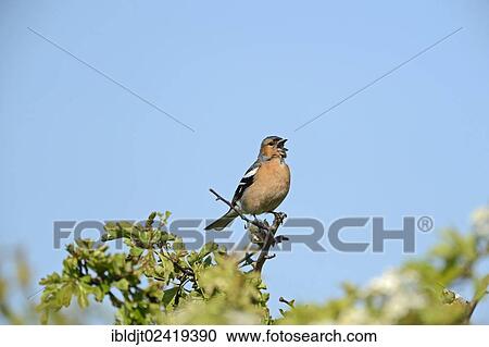 Stock Image - Chaffinch (Fringila coelebs) in song on a hawthorn hedge, Norfolk, England, United Kingdom, Europe. Fotosearch