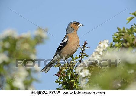 Chaffinch (Fringila coelebs), male on a hawthorn hedge, Norfolk, England, United Kingdom, Europe View Large Photo Image Stock Photography - Chaffinch (Fringila coelebs), male on a hawthorn hedge, Norfolk, England, United Kingdom, Europe. Fotosearch