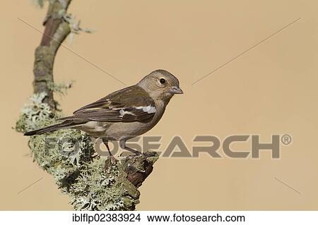 "Chaffinch (Fringilla coelebs), adult female, perched on lichen covered twig, Castilla y Leon, Spain, Europe" View Large Photo Image Picture - "Chaffinch (Fringilla coelebs), adult female, perched on lichen covered twig, Castilla y Leon, Spain, Europe". Fotosearch