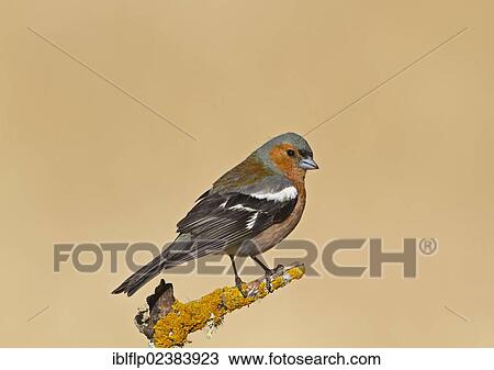 "Chaffinch (Fringilla coelebs), adult male, perched on lichen covered twig, Castilla y Leon, Spain, Europe" View Large Photo Image Stock Image - "Chaffinch (Fringilla coelebs), adult male, perched on lichen covered twig, Castilla y Leon, Spain, Europe". Fotosearch