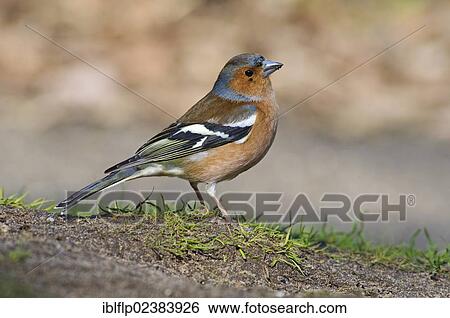 Chaffinch Fringilla Coelebs Adult Male Foraging On Ground