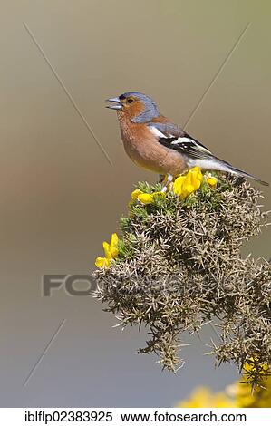 "Chaffinch (Fringilla coelebs), adult male, singing, perched on flowering gorse, Minsmere RSPB Reserve, Suffolk, England, United Kingdom, Europe" View Large Photo Image Stock Photography - "Chaffinch (Fringilla coelebs), adult male, singing, perched on flowering gorse, Minsmere RSPB Reserve, Suffolk, England, United Kingdom, Europe". Fotosearch