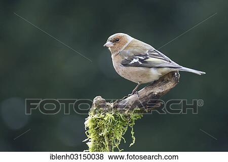 "Chaffinch (Fringilla coelebs), male, Haren, Emsland, Lower Saxony, Germany, Europe" View Large Photo Image Stock Photo - "Chaffinch (Fringilla coelebs), male, Haren, Emsland, Lower Saxony, Germany, Europe". Fotosearch