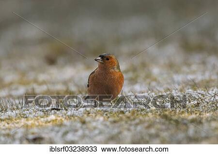 "Chaffinch (Fringilla coelebs), Bergshausen, Fuldabruck, Hesse, Germany, Europe" View Large Photo Image Stock Image - "Chaffinch (Fringilla coelebs), Bergshausen, Fuldabruck, Hesse, Germany, Europe". Fotosearch