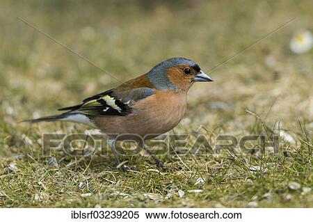 "Chaffinch (Fringilla coelebs), Bergshausen, Fuldabruck, Hesse, Germany, Europe" View Large Photo Image Stock Photography - "Chaffinch (Fringilla coelebs), Bergshausen, Fuldabruck, Hesse, Germany, Europe". Fotosearch