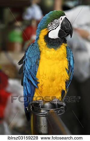 Stock Photo - "Chained Blue-and-Yellow Macaw (Ara ararauna) at the bird market of Hong Kong, Hong Kong, Hong Kong, Hong Kong, China, Asia". Fotosearch