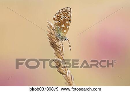 "Chalkhill Blue (Polyommatus coridon), Thuringia, Thuringian Forest, Germany, Europe" View Large Photo Image Stock Photo - "Chalkhill Blue (Polyommatus coridon), Thuringia, Thuringian Forest, Germany, Europe". Fotosearch