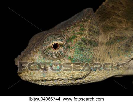 Picture - "Chameleon (Calumma ambreense), male, near the rain forest of the Montagne d'Ambre, northern Madagascar, Madagascar, Africa". Fotosearch