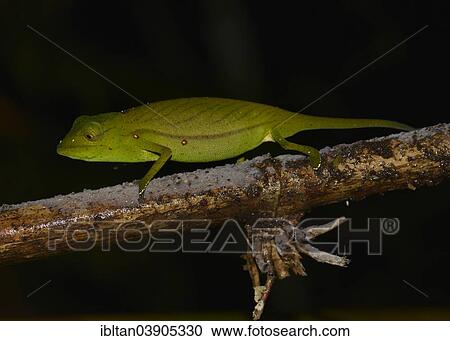 Stock Image - "Chameleon (Calumma marojezense), extremely rare, Marojejy National Park, Madagascar, Africa". Fotosearch