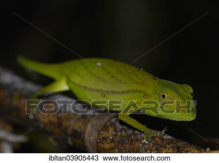 Stock Image - "Chameleon (Calumma marojezense), extremely rare, Marojejy, Madagascar, Africa". Fotosearch