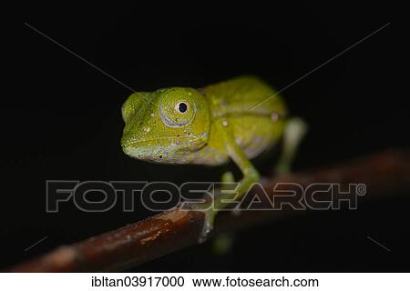 "Chameleon (Calumma marojezense), extremely rare, Marojejy National Park, Sava region, Madagascar, Africa" View Large Photo Image Stock Image - "Chameleon (Calumma marojezense), extremely rare, Marojejy National Park, Sava region, Madagascar, Africa". Fotosearch