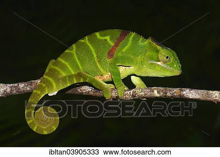 "Chameleon (Furcifer timoni), extremely rare, Amber Mountain, Madagascar, Africa" View Large Photo Image Stock Image - "Chameleon (Furcifer timoni), extremely rare, Amber Mountain, Madagascar, Africa". Fotosearch
