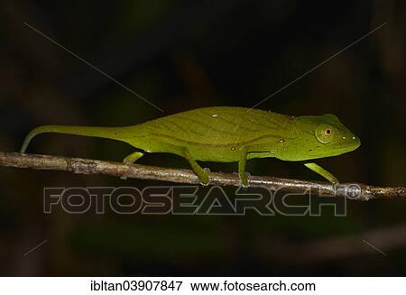 Stock Photo - "Chameleon species (Calumma marojezense), extremely rare, in the rain forest, Marojejy National Park, Sava Region, Madagascar, Africa". Fotosearch