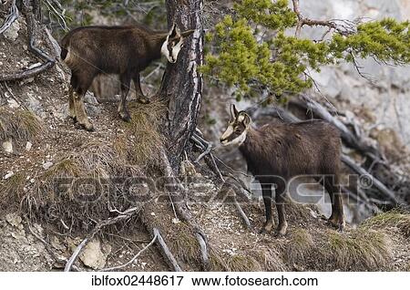 "Chamois (Rupicapra rupicapra) adult and young standing at a precipice, Tyrol, Austria, Europe" View Large Photo Image Stock Photo - "Chamois (Rupicapra rupicapra) adult and young standing at a precipice, Tyrol, Austria, Europe". Fotosearch